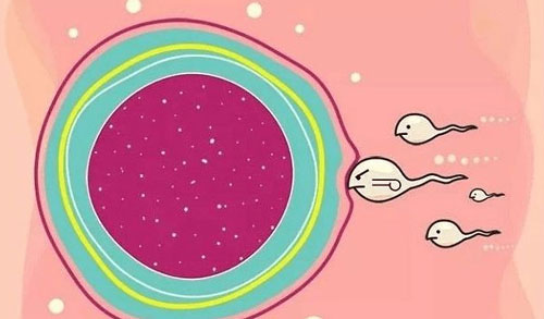 卵子质量不好会怀孕吗？会影响正常的受孕生育！