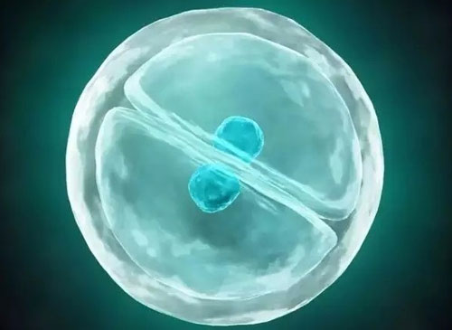 养襄胚还需要取精子吗？没成功和精子有关吗？