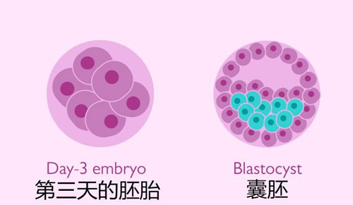 试管胚胎和襄胚有什么区别？培养发育时间不同！