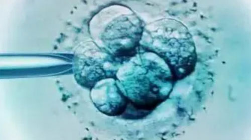 广州试管婴儿为什么养囊？囊胚更符合子宫生理状态！