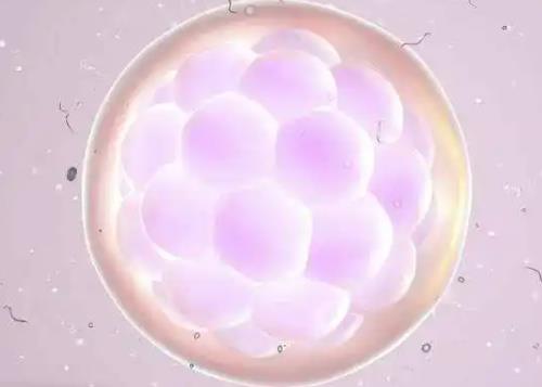 试管采卵一般取多大的卵泡?试管婴儿的取卵标准是什么样的?