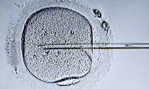 不同意养囊会移植鲜胚吗?冻胚解冻后是养囊还是直接移植?